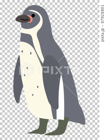 Humboldt penguin illustration 87928801