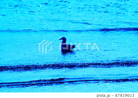 カラー　海　波　鳥　カモメ（2022年3月登録） 87929013