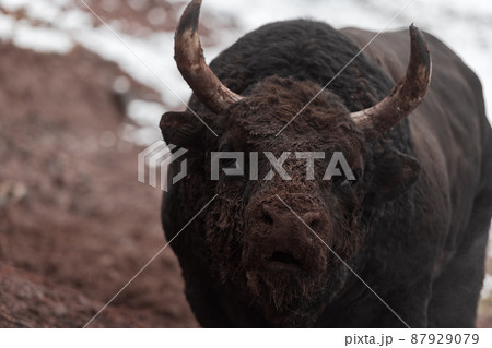 A big black bull stabs its horns into the snowy ground and trains to fight in the arena. The concept of bullfighting. Selective focus  A big black bull stabs its horns into the snowy ground and trains to fight in the arena. The concept of bullfighting. Selective focus  87929079