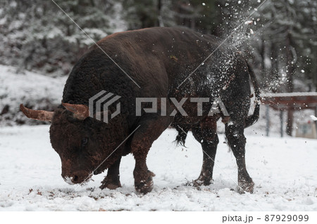 A big black bull in the snow training to fight in the arena. Bullfighting concept. Selective focus A big black bull in the snow training to fight in the arena. Bullfighting concept. Selective focus 87929099