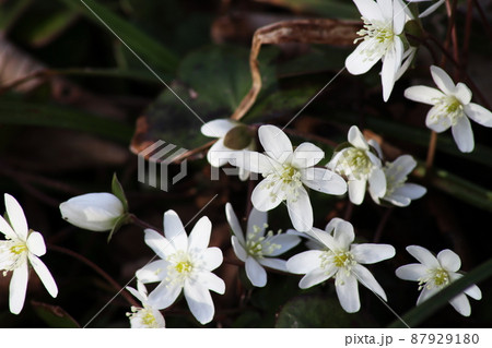 太陽の光を浴びる自生の雪割草 太陽の光を浴びる自生の雪割草 87929180