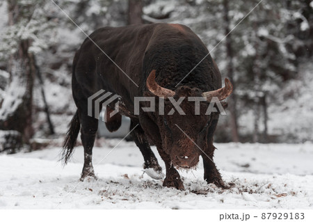 A big black bull in the snow training to fight in the arena. Bullfighting concept. Selective focus  87929183