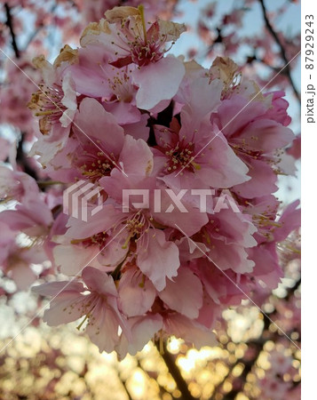 早春の茅ケ崎市の北西部の萩園の小出川の河畔で咲く早咲きの河津桜の花びらと夕陽【3月】 87929243