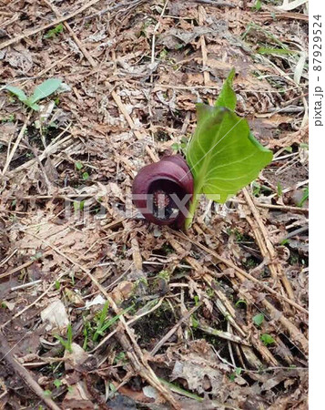 春到来の東北ミズバショウ群生地 87929524