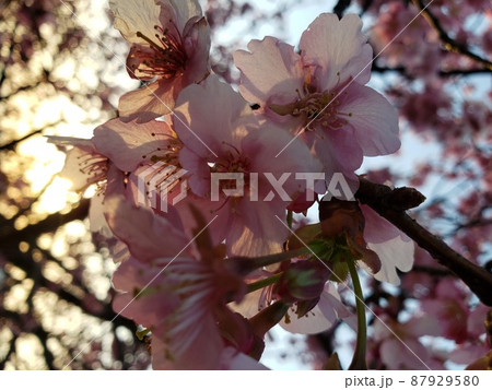 早春の茅ケ崎市の北西部の萩園の小出川の河畔で咲く早咲きの河津桜のピンクの花びらと夕陽【3月】 早春の茅ケ崎市の北西部の萩園の小出川の河畔で咲く早咲きの河津桜のピンクの花びらと夕陽【3月】 87929580