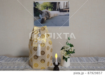 死亡した愛猫の遺骨（飼い主本人撮影） 87929857