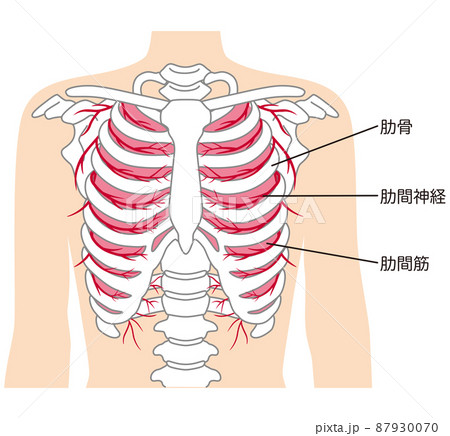 肋骨 肋間神経 肋間筋 骨格図のイラスト素材 肋骨 肋間神経 肋間筋 骨格図のイラスト素材