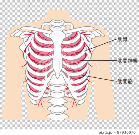 Ribs, intercostal nerves, intercostal muscles, skeletal diagram 87930070