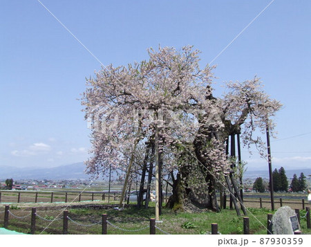 米沢の千歳桜 (福島県会津美里町) 米沢の千歳桜 (福島県会津美里町) 87930359