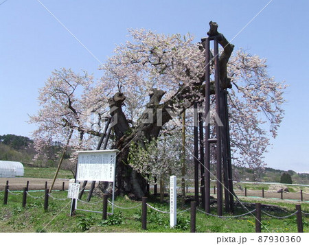 米沢の千歳桜 (福島県会津美里町) 米沢の千歳桜 (福島県会津美里町) 87930360
