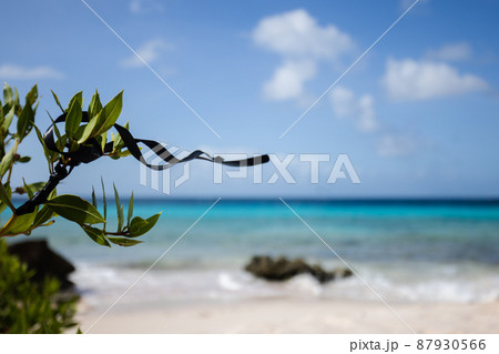 Black ribbon on a plant with blue sae behind. 87930566