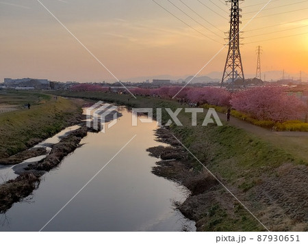 早春の茅ケ崎市北西部萩園の小出川の河畔で夕陽に照らされて咲く早咲きの河津桜と寒緋桜【3月】 87930651
