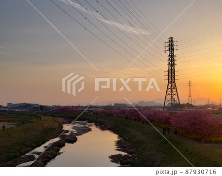 早春の神奈川県茅ケ崎市北西部萩園の小出川河畔で夕陽に照らされ咲く河津桜と寒緋桜【3月】 87930716