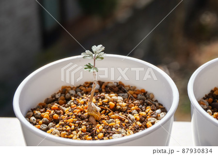 タネから育てる塊根植物 タネから育てる塊根植物 87930834