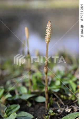 つくし つくし 87931064