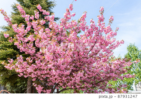北海道 札幌市円山公園の八重桜 北海道 札幌市円山公園の八重桜 87931247