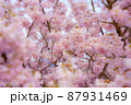 満開の桜 87931469