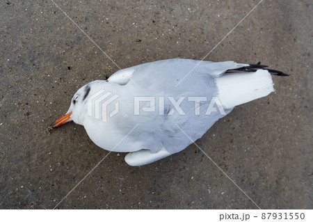 a dead bird on the sand, a seagull a dead bird on the sand, a seagull 87931550