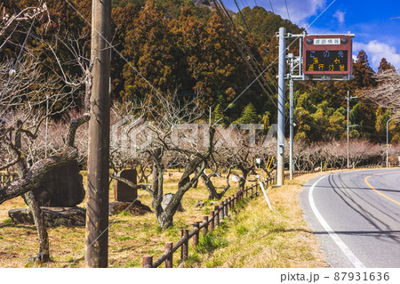 茨城県日立市　諏訪梅林 87931636