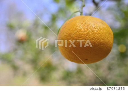 ナツミカン(夏蜜柑) ナツミカン(夏蜜柑) 87931856