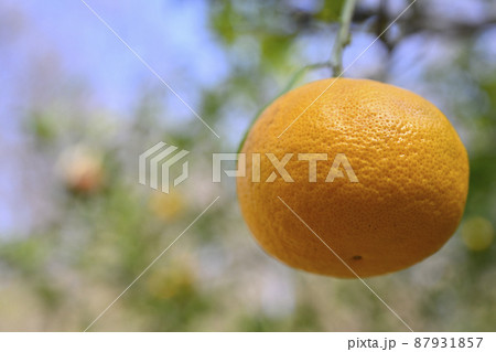 ナツミカン（夏蜜柑） 87931857