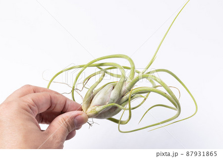 チランジア・カプトメデューサエを手に持つ写真 87931865