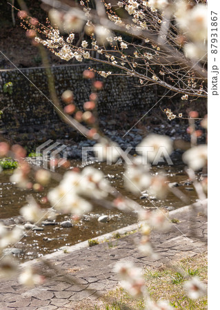 茨城県日立市　諏訪梅林の梅の花 87931867