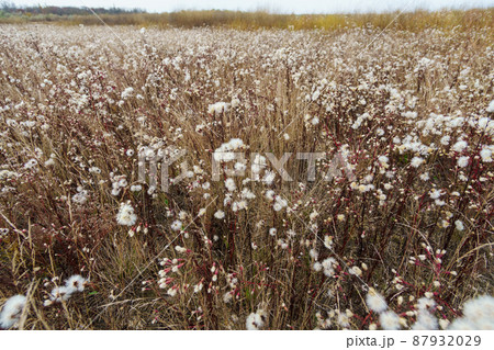 wild flowers late autumn landscape, dry grass and plants wild flowers late autumn landscape, dry grass and plants 87932029