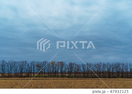 dramatic landscape, evening in the late autumn, agricultural field with dry wheat, branches of trees without leaves, cloudy weather dramatic landscape, evening in the late autumn, agricultural field with dry wheat, branches of trees without leaves, cloudy weather 87932125