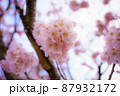 桜咲く 87932172