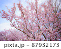 色づく桜 87932173