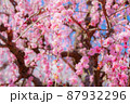 枝垂れ梅満開 87932296