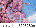 枝垂れ梅 87932300