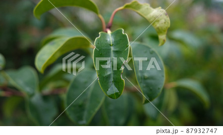 雨露を蓄えた植物の葉 87932747