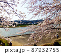川沿いの桜 87932755