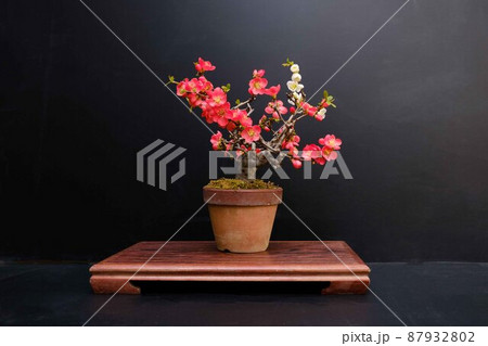 盆栽 87932802
