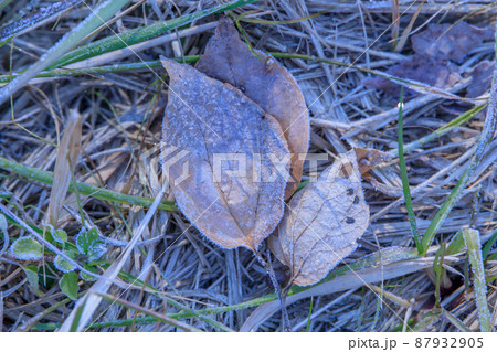 寒い日の早朝、葉に付いた霜 87932905
