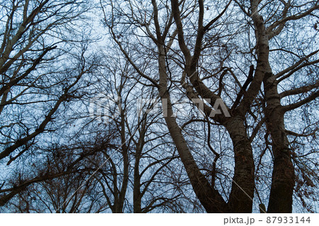wild natural landscape, late autumn season, bare branches of trees without leaves, cloudy weather with haze, forest with silhouettes of trees wild natural landscape, late autumn season, bare branches of trees without leaves, cloudy weather with haze, forest with silhouettes of trees 87933144