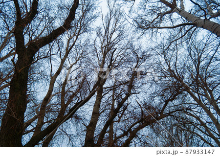 wild natural landscape, late autumn season, bare branches of trees without leaves, cloudy weather with haze, forest with silhouettes of trees 87933147