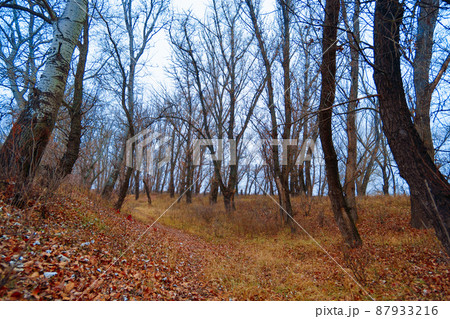 wild natural landscape, late autumn season, a path through the glade, bare branches of trees without leaves, cloudy weather with haze, forest with silhouettes of trees 87933216