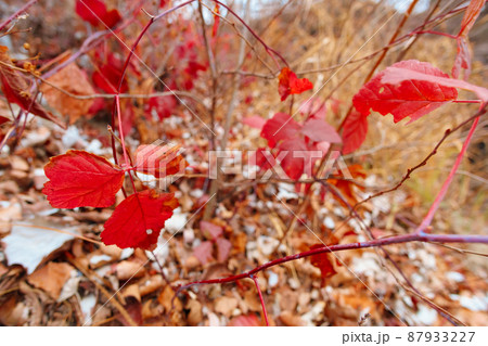 wild natural landscape, late autumn season, bright red leaves closeup, bare branches of trees without leaves, cloudy weather with haze, forest with silhouettes of trees wild natural landscape, late autumn season, bright red leaves closeup, bare branches of trees without leaves, cloudy weather with haze, forest with silhouettes of trees 87933227