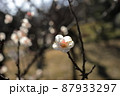 梅の花、光圀 87933297