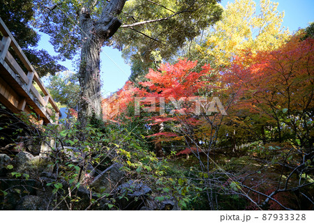 紅葉の徳川園 紅葉の徳川園 87933328