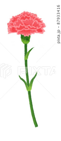 カーネーション 母の日 87933416