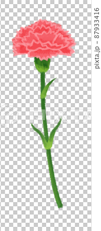 カーネーション 母の日 87933416