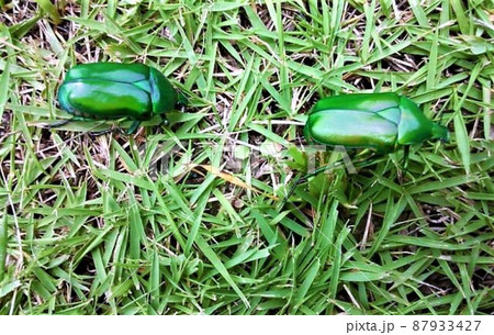 微妙に色違い青カナブンの写真素材 [87933427] - PIXTA