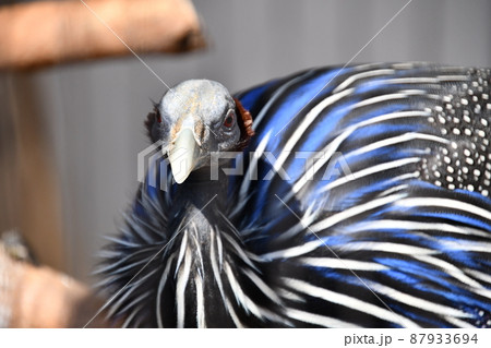 天王寺動物園のフサホロホロチョウ 天王寺動物園のフサホロホロチョウ 87933694