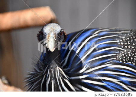 天王寺動物園のフサホロホロチョウ 天王寺動物園のフサホロホロチョウ 87933695