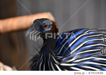 天王寺動物園のフサホロホロチョウ 天王寺動物園のフサホロホロチョウ 87933696