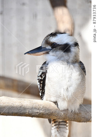 天王寺動物園のワライカワセミ 天王寺動物園のワライカワセミ 87933736